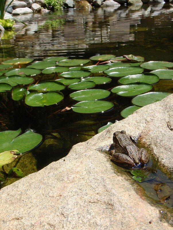 Frog on Lily Pond